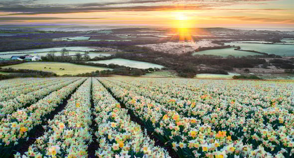 Country Image 4