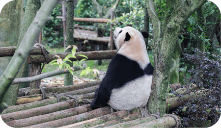 Aulandsjahr in China