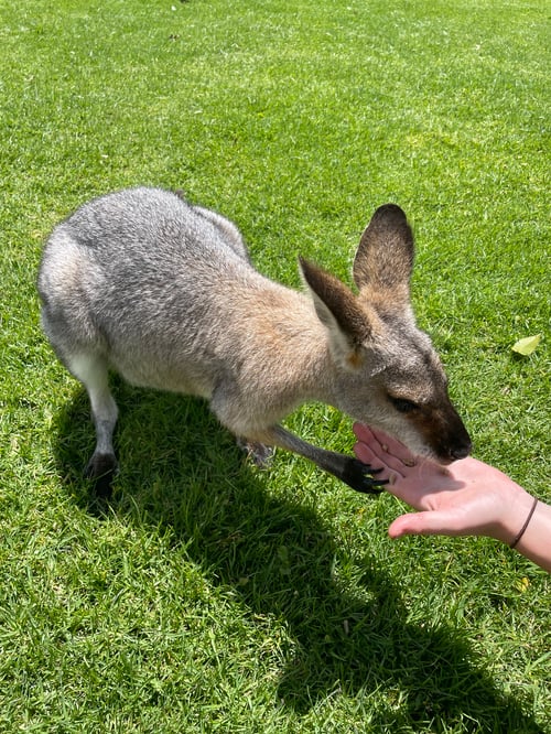 Kangaroo auf einer grünen Wiese