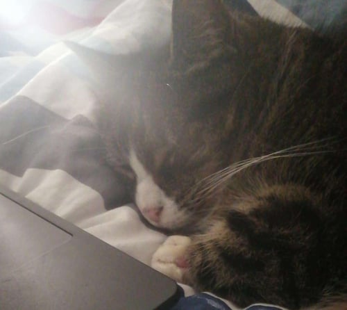 Eine schlafende Katze