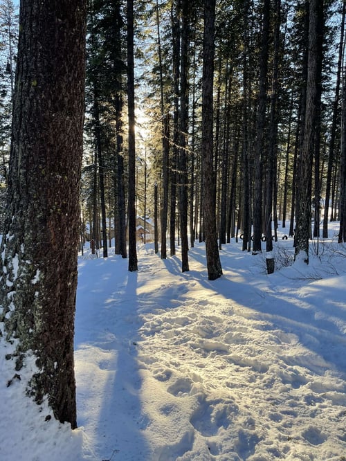 Schneebedeckter Waldboden und Bäume