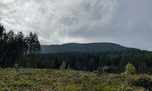 Ein großer Wald und bewölkter Himmel