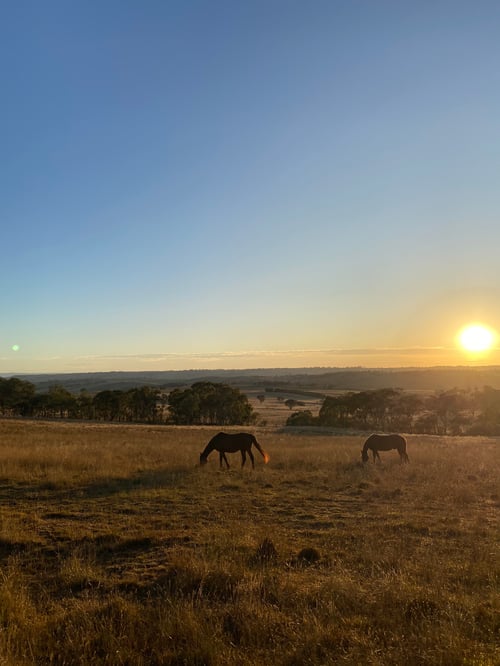 Landschaft mit Pferden bei Sonnenuntergang