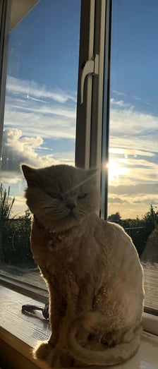 Nele Monatsbericht 2