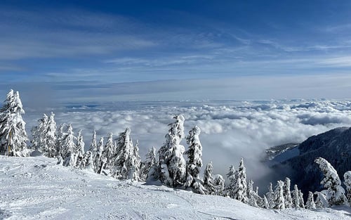Auf einem Berg über den Wolken mit schneeverzierten Bäumen