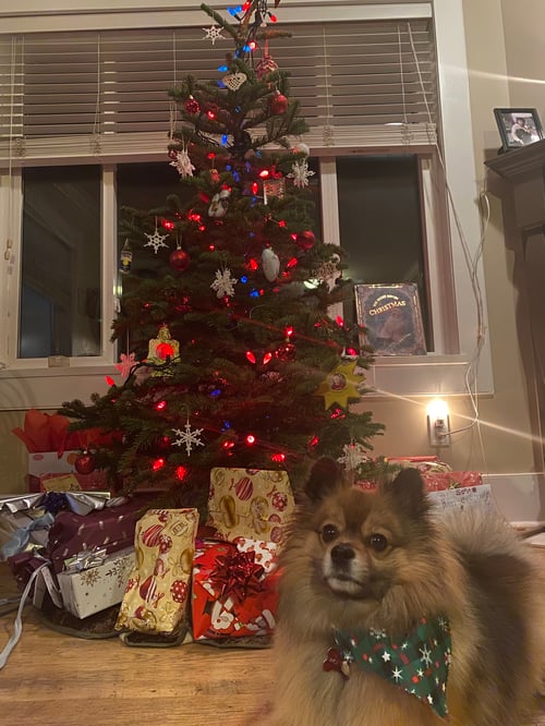 Geschmückter Weihnachtsbaum mit Geschenken und Hund im Vordergrund.