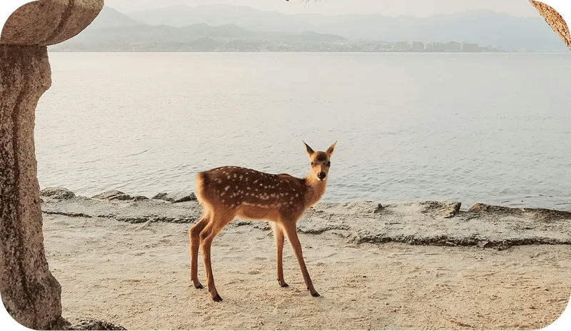 SEO JP Schule & Freizeit R 1