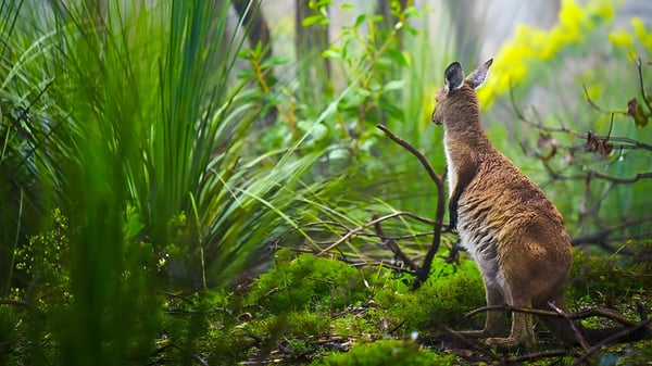 Ein kaninchenähnliches Tier steht inmitten dichter Vegetation auf dem Gelände der Aberfoyle Park High School.