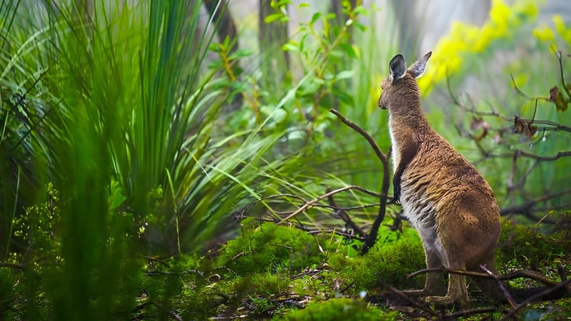 Ein kaninchenähnliches Tier steht inmitten dichter Vegetation auf dem Gelände der Aberfoyle Park High School.