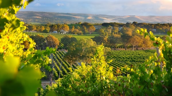 Eine sanfte Landschaft mit Weinbergen und Obstgärten unter goldenem Himmel nahe dem Campus des Avenues College.