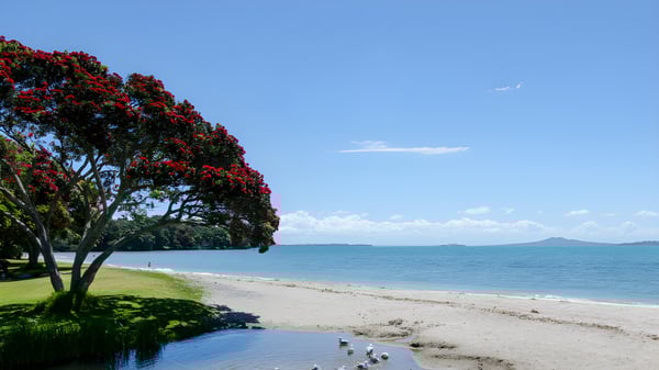 Ein blühender Baum steht auf der Wiese am Wasser mit Blick auf Berge in der Ferne auf dem Gelände der Botany Downs Secondary College.