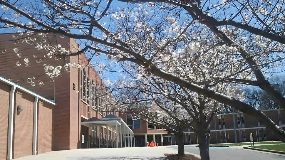 Blühende Kirschblütenbäume säumen den Bürgersteig vor einem Backsteingebäude auf dem Campus der Calvary Day School.