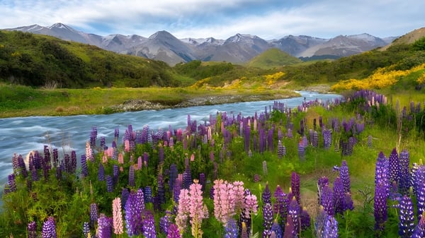 Eine Wiese mit bunten Lupinen am Flussufer vor schneebedeckten Bergen nahe Central Southland College.