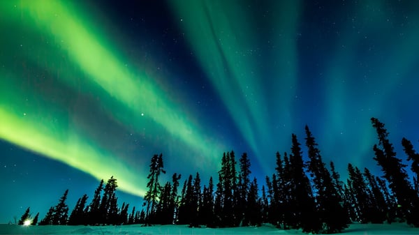 Die Nordlichter leuchten über einem Wald aus Nadelbäumen nahe der Creston Valley Secondary School.