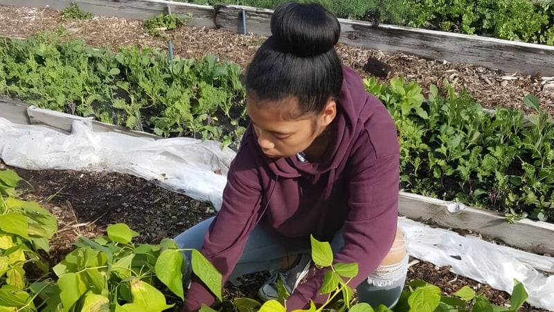 Eine Person in lila Jacke pflegt den Garten auf dem Gelände der David Thompson Secondary School in Vancouver.