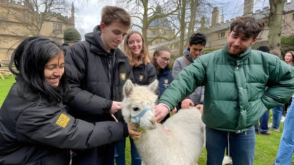 Eine Gruppe von Schülern des Exeter College steht im Freien um ein weißes Alpaka auf einer Wiese mit Bäumen im Hintergrund.