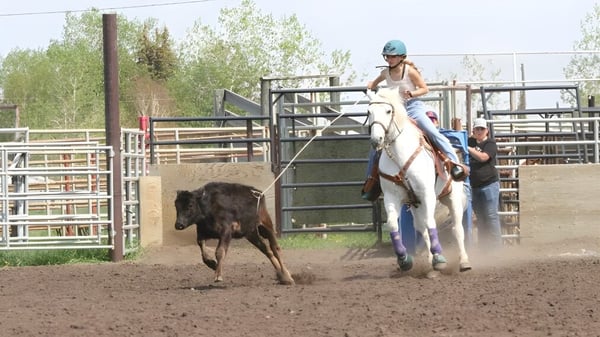 Eine Person reitet auf einem weißen Pferd und jagt ein braunes Tier in einer Arena auf dem Gelände der Foremost School.