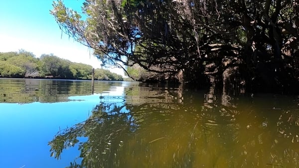 Ein ruhiger See mit ueberhaengenden Baeumen in der Naehe des Gawler and District College.