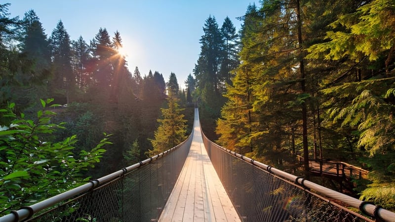 Eine lange hölzerne Hängebrücke führt über ein bewaldetes Tal auf dem Gelände der Handsworth Secondary School.