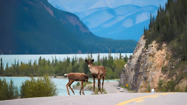 Zwei Hirsche stehen auf einer Straße mit Berglandschaft und See im Hintergrund nahe der Highland Secondary School.