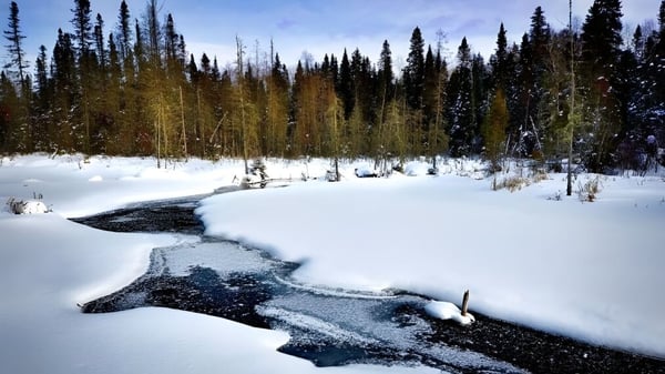 Ein verschneiter Winterwald mit einem zugefrorenen Bach auf dem Gelände von Indian River High.