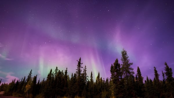 Der Nachthimmel über dem Wald zeigt ein Nordlicht-Display auf dem Gelände der Laurier MacDonald High School.