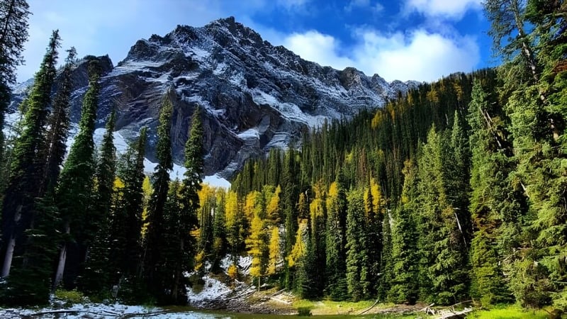 Schöne Naturlandschaft mit schneebedeckten Bergen hinter einem grünen Wald bei der Leduc Composite High School.