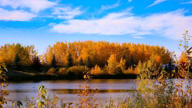 Ein herbstlicher See mit bunten Bäumen auf dem Gelände der M.E. LaZerte Composite High School.