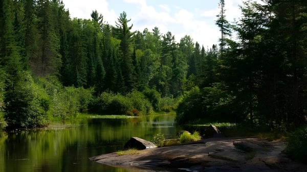 Ein ruhiger Weiher mit umgebenden Baeumen auf dem Gelaende der Milliken Mills Secondary School.