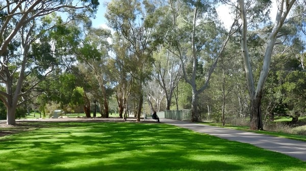 Eine grüne Wiese mit hohen Bäumen auf dem Gelände der Modbury High School.