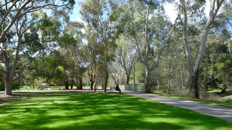 Eine grüne Wiese mit hohen Bäumen auf dem Gelände der Modbury High School.
