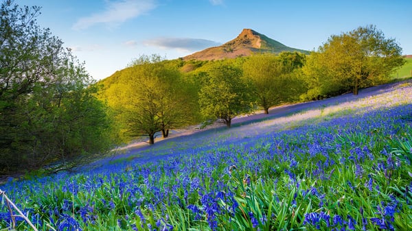 Ein grüner Hügel mit blauen Blumen und einem felsigen Gipfel im Hintergrund auf dem Gelände der Monkton Combe School.