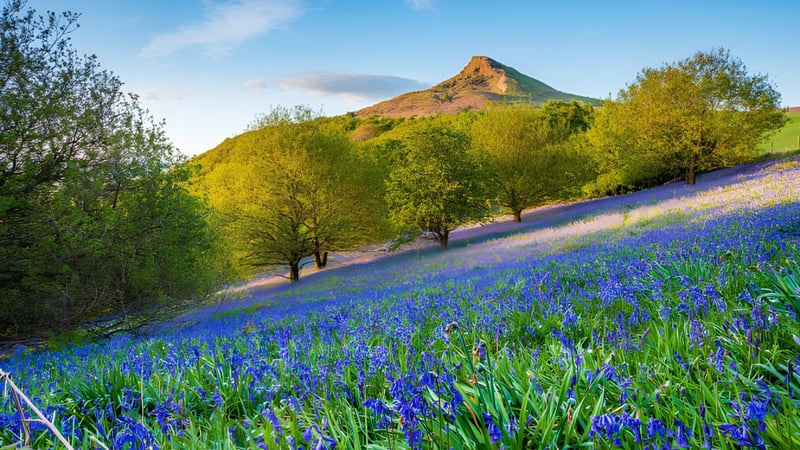 Ein grüner Hügel mit blauen Blumen und einem felsigen Gipfel im Hintergrund auf dem Gelände der Monkton Combe School.