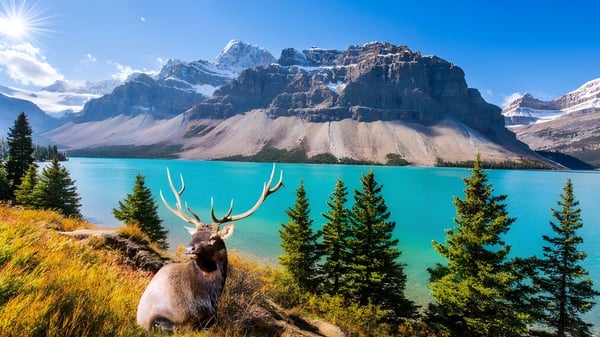 Ein Hirsch steht vor einer Berglandschaft mit schneebedeckten Gipfeln und einem türkisfarbenen See nahe der Montcalm Secondary School.