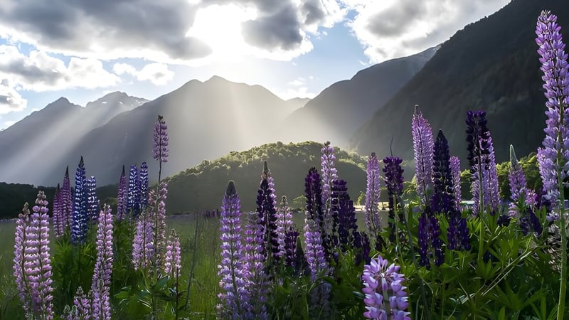 Eine blühende Wiese mit violetten Lupinen vor Bergen und Wolken auf dem Gelände der Mount Albert Grammar.