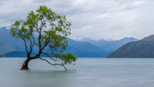 Eine einzelne Baum steht in ruhigem Wasser vor den Bergen, umgeben von Natur nahe dem Mount Aspiring College.