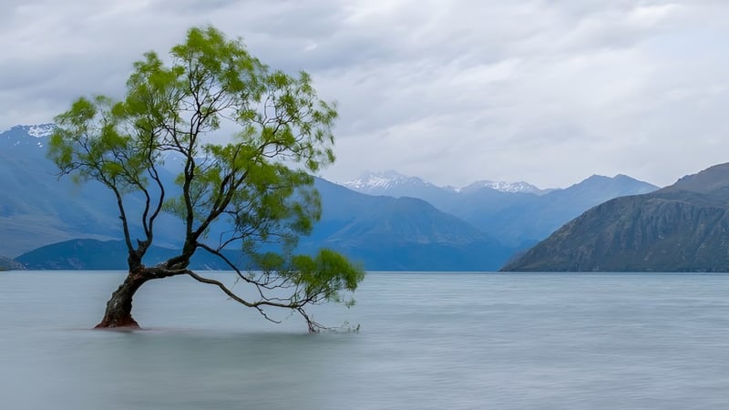 Eine einzelne Baum steht in ruhigem Wasser vor den Bergen, umgeben von Natur nahe dem Mount Aspiring College.