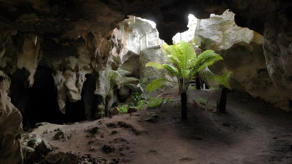 Eine dunkle Höhle mit hohen Felsformationen und grüner Vegetation auf dem Gelände der Naracoorte High School.