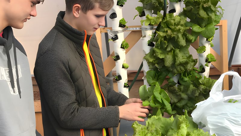 Eine Person in einem grauen Pullover untersucht frisches grünes Blattgemüse in einem Raum der Nebraska Christian Schools.