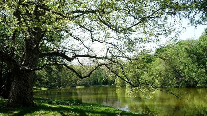 Ein ruhiger Teich mit üppigem Baumbestand auf dem Gelände der Nga Tawa Diocesan School.