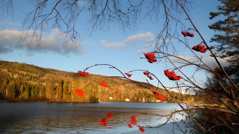 Rote Blätter hängen im Vordergrund mit einem ruhigen See und Bergen im Hintergrund auf dem Gelände der North Grenville District High School.