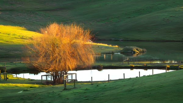 Ein ruhiger Teich mit einer goldfarbenen Pflanze und grünen Hügeln im Hintergrund auf dem Gelände der Oakbank Area School.