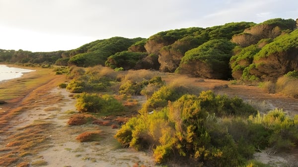 Ein Wanderweg führt durch bunte Vegetation mit Sträuchern und Bäumen vor den Hügeln auf dem Gelände der Ocean Reef Senior High School.