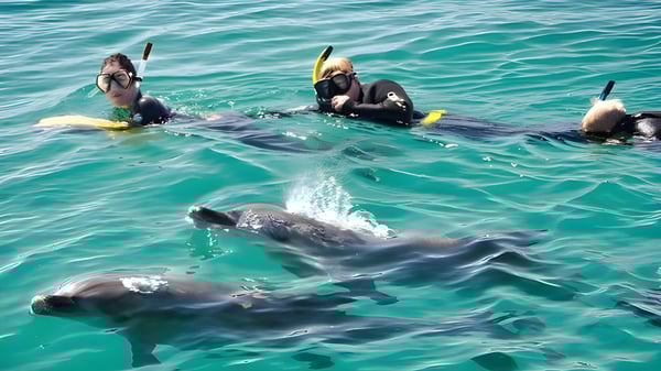 Schüler des Papamoa College schwimmen beim Tauchen im klaren Wasser mit einem Delfin im Vordergrund.