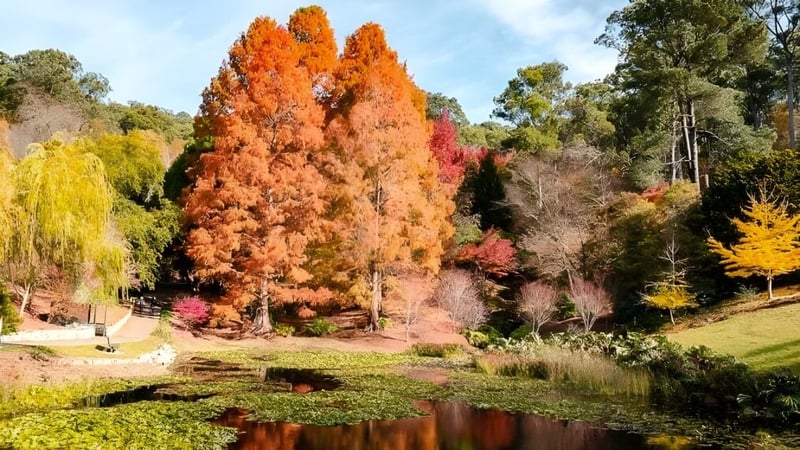Eine herbstliche Landschaft mit buntem Laub spiegelt sich in einem ruhigen Teich auf dem Gelände der Para Hills High School.