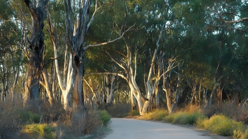 Ein gewundener Pfad führt durch einen dichten Wald auf dem Gelände der Renmark High School mit hohen Eukalyptus Bäumen.