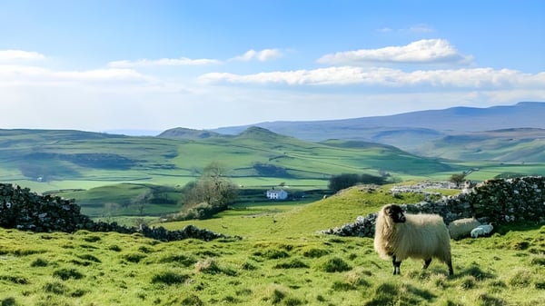 Eine ländliche Landschaft mit grünen Hügeln und einem Lama im Vordergrund auf dem Gelände der Repton School.