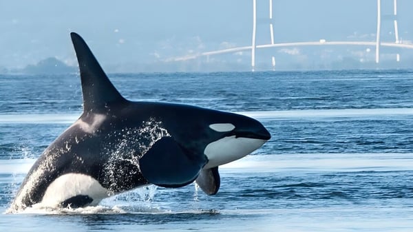 Eine Gruppe von Schülern der Robert Bateman Secondary School beobachtet einen Orca, der aus dem Wasser springt, mit einer Hängebrücke im Hintergrund.