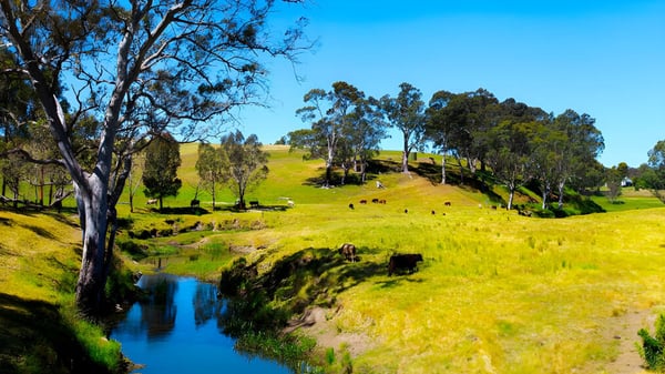 Eine grüne Wiese mit einem gewundenen Bach und hohen Bäumen ist auf dem Gelände des Roma Mitchell Secondary College zu sehen.