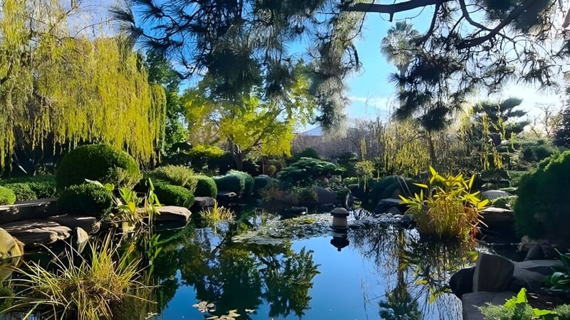 Ein ruhiger Garten mit Teich und weidendem Weidenbaum auf dem Gelände der Salisbury High School.
